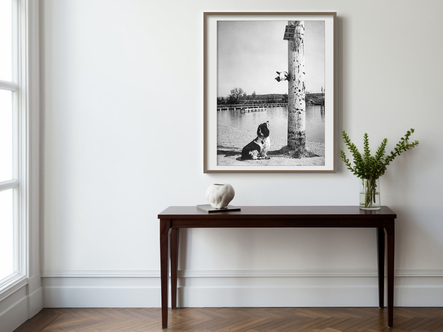 This Siamese cat escaped up a pole in Carlsbad, Elliott Erwitt Print Poster, N. M., 1962