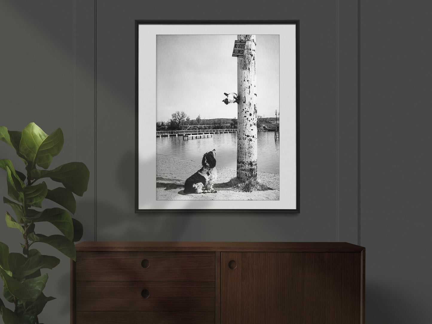 This Siamese cat escaped up a pole in Carlsbad, Elliott Erwitt Print Poster, N. M., 1962