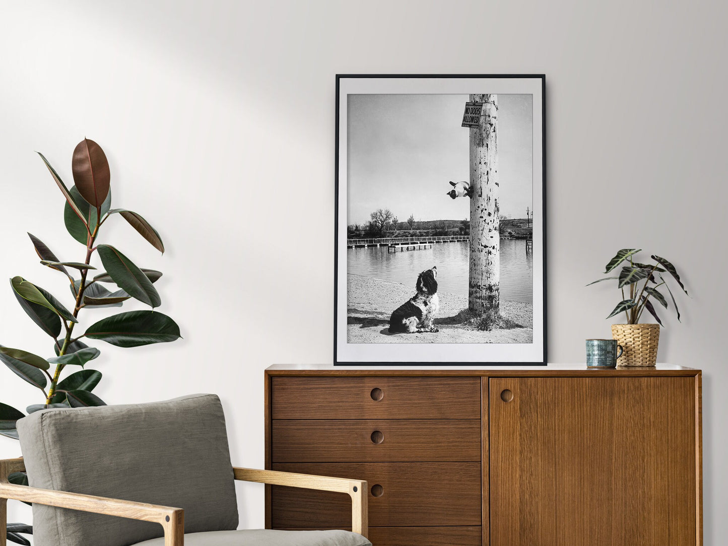 This Siamese cat escaped up a pole in Carlsbad, Elliott Erwitt Print Poster, N. M., 1962