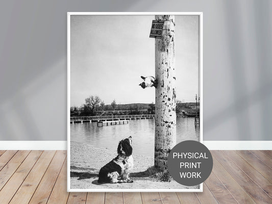 This Siamese cat escaped up a pole in Carlsbad, Elliott Erwitt Print Poster, N. M., 1962