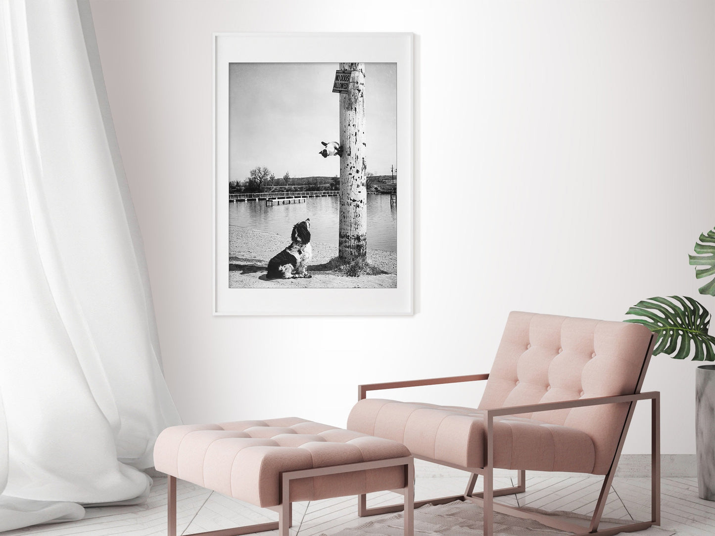 This Siamese cat escaped up a pole in Carlsbad, Elliott Erwitt Print Poster, N. M., 1962
